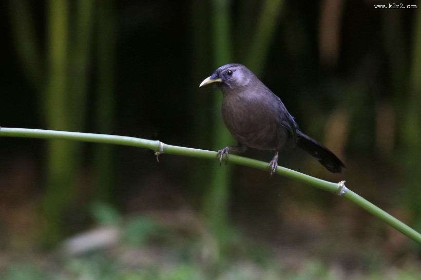 山噪鹛图片大全