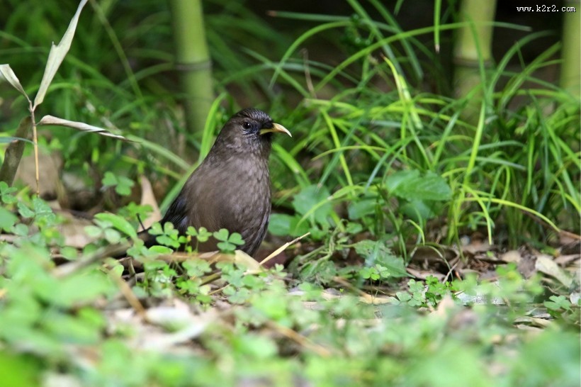 山噪鹛图片大全