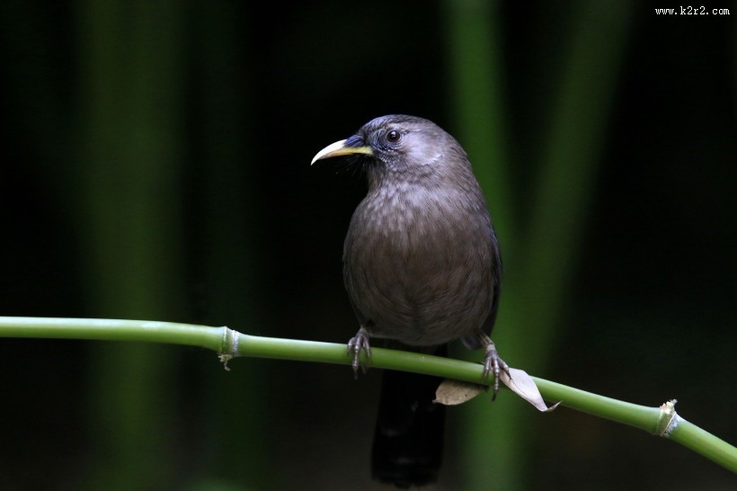 山噪鹛图片大全