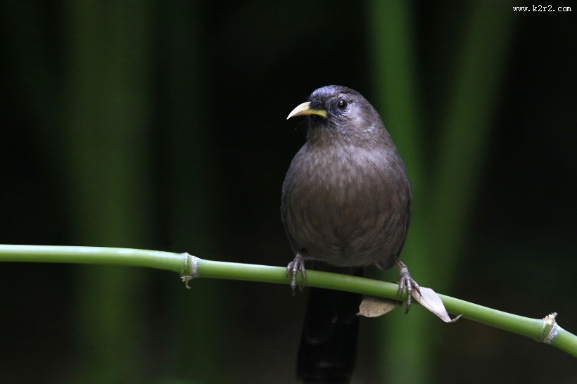山噪鹛图片大全