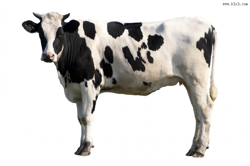 牧场上奶牛图片大全