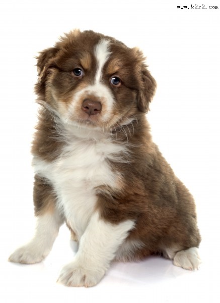 可爱的小狗图片大全