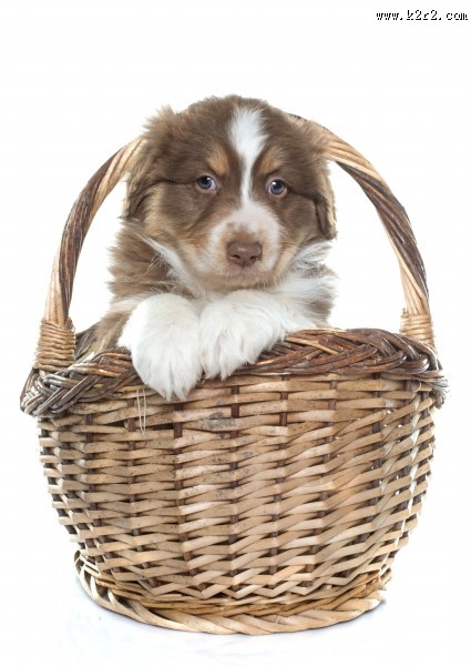 可爱的小狗图片大全