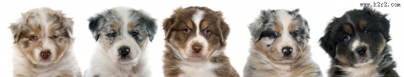 可爱的小狗图片大全