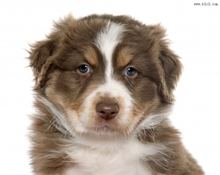 可爱的小狗图片大全