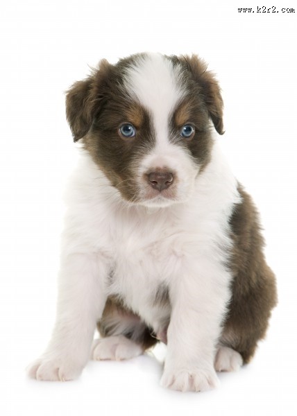 可爱的小狗图片大全