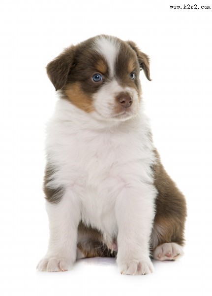 可爱的小狗图片大全