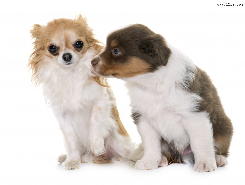 可爱的小狗图片大全