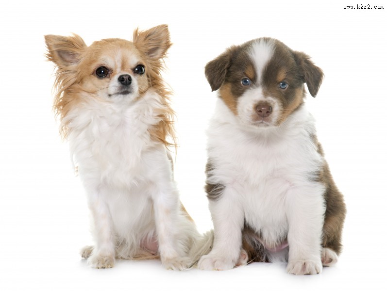 可爱的小狗图片大全