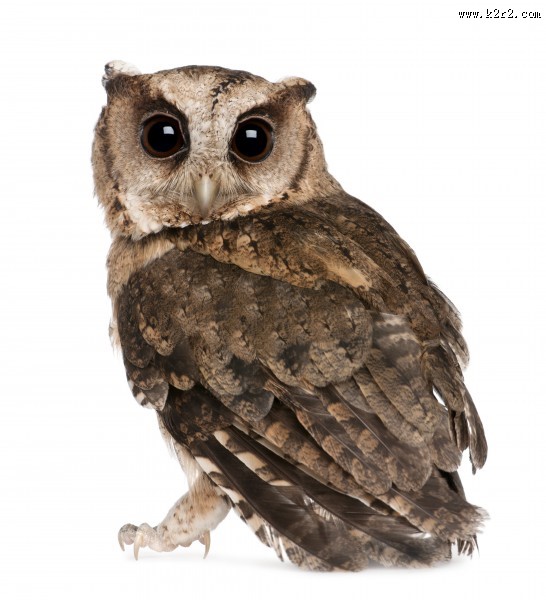 可爱的猫头鹰图片