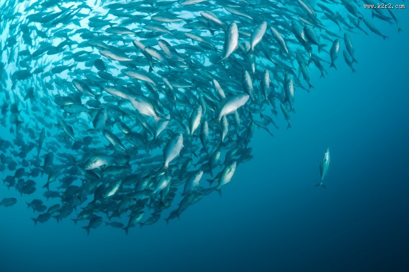海中鱼群图片