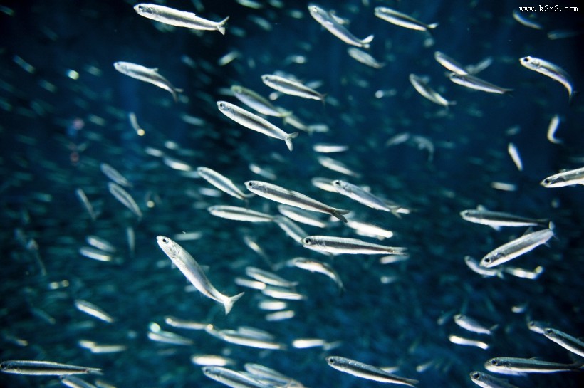海中鱼群图片