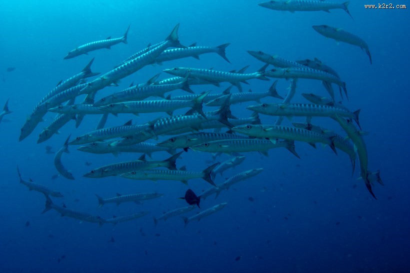 海中鱼群图片
