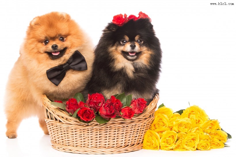 可爱的宠物狗图片