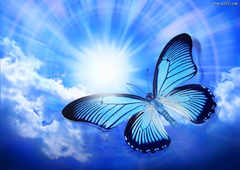 美丽的蝴蝶图片