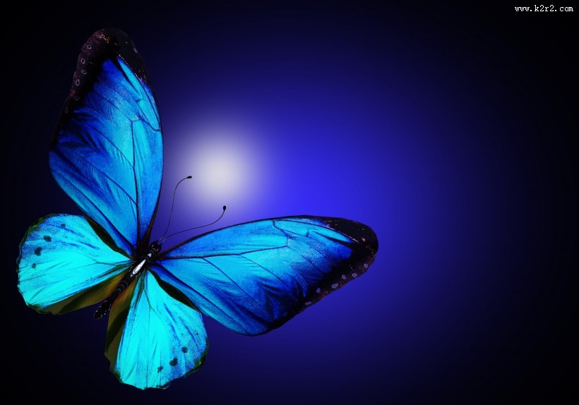 美丽的蝴蝶图片