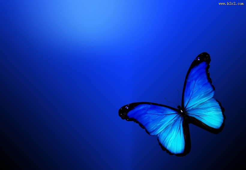 美丽的蝴蝶图片