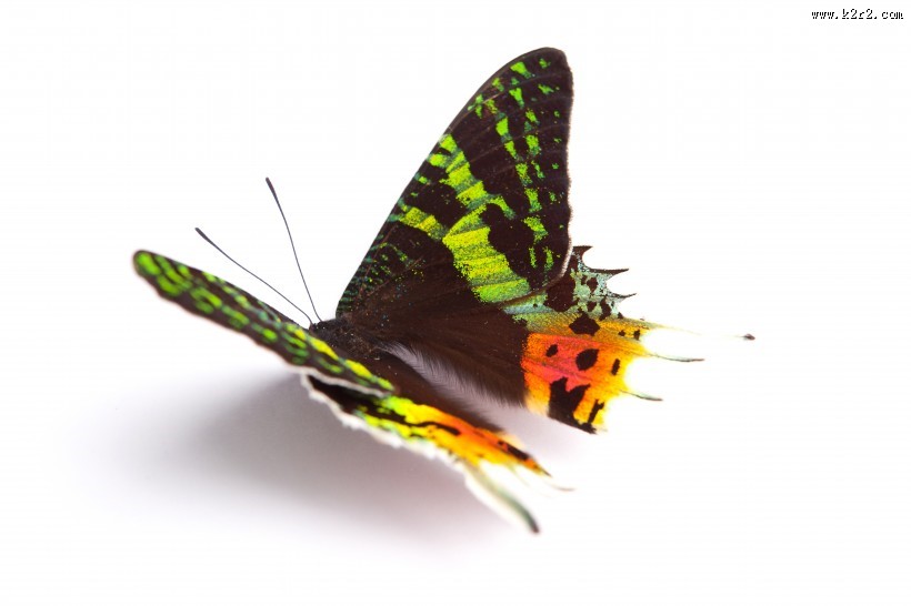 美丽的蝴蝶图片