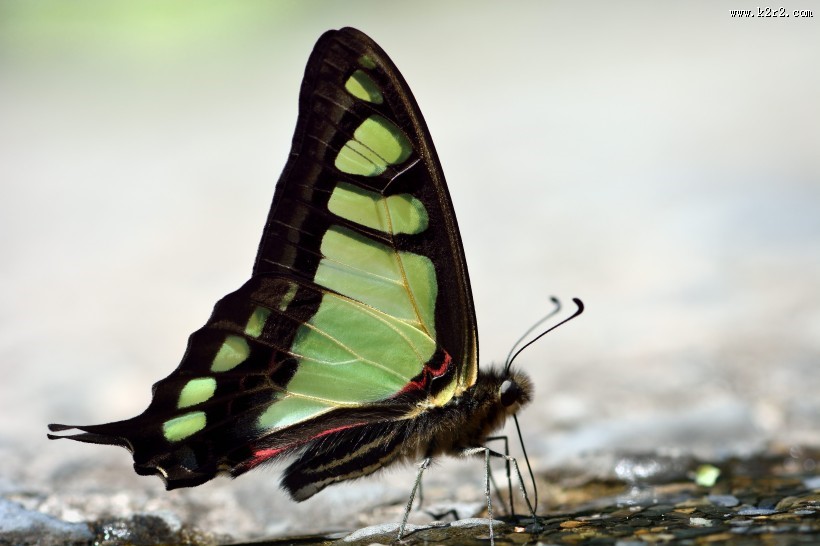 美丽的蝴蝶图片