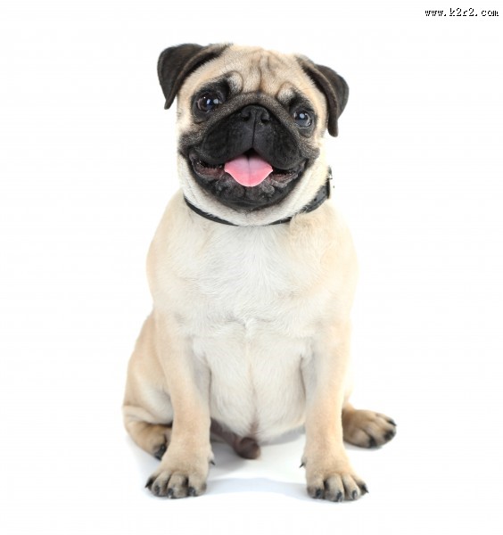 不同品种的宠物狗图片大全