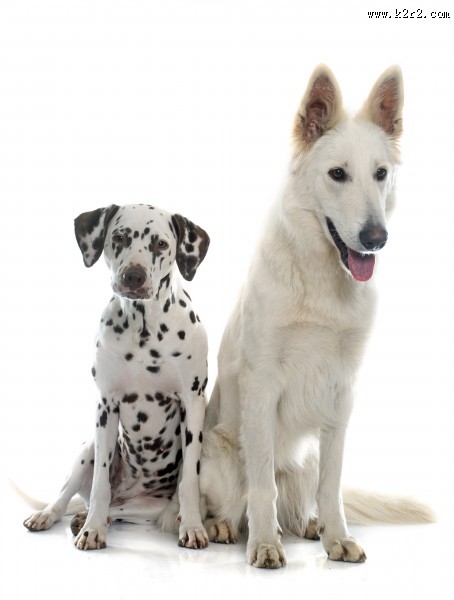 不同品种的宠物狗图片大全