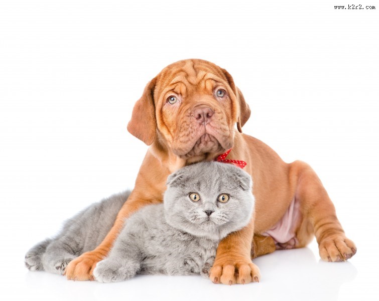 宠物猫和宠物狗图片大全
