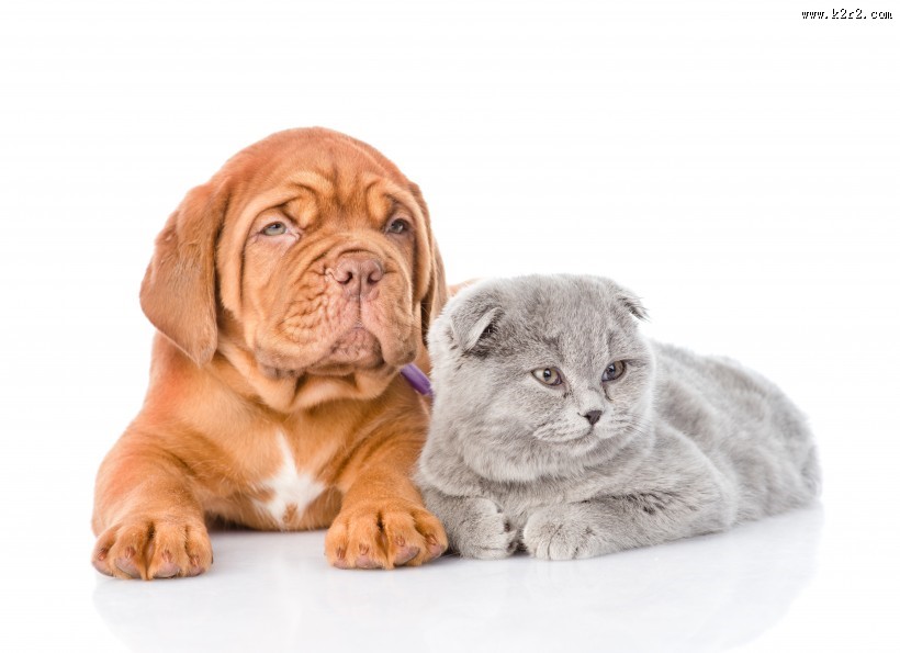 宠物猫和宠物狗图片大全