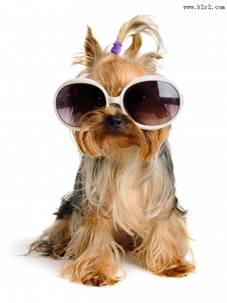 不同品种的宠物狗图片大全