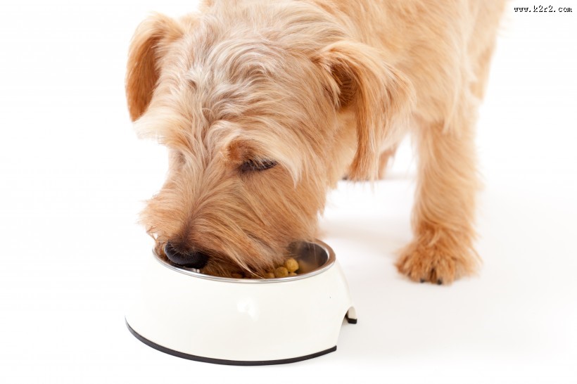 不同品种的宠物狗图片大全