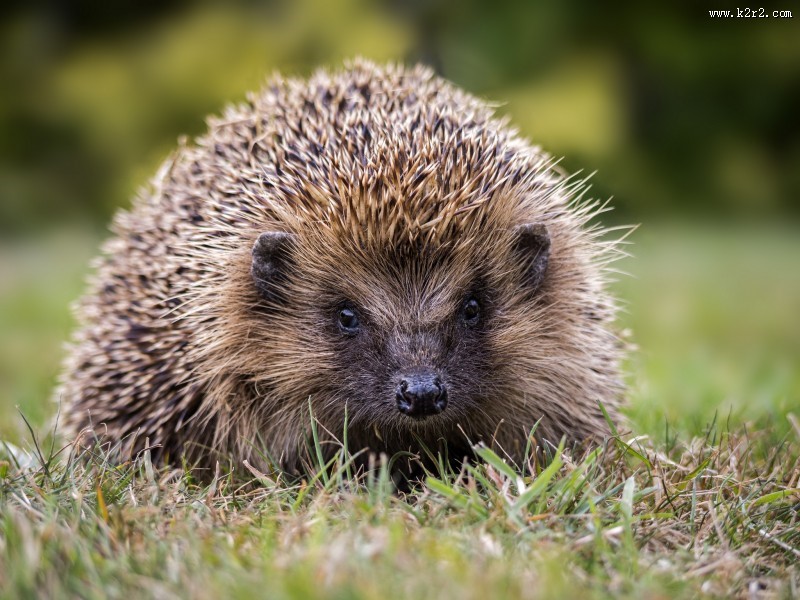 可爱的刺猬图片