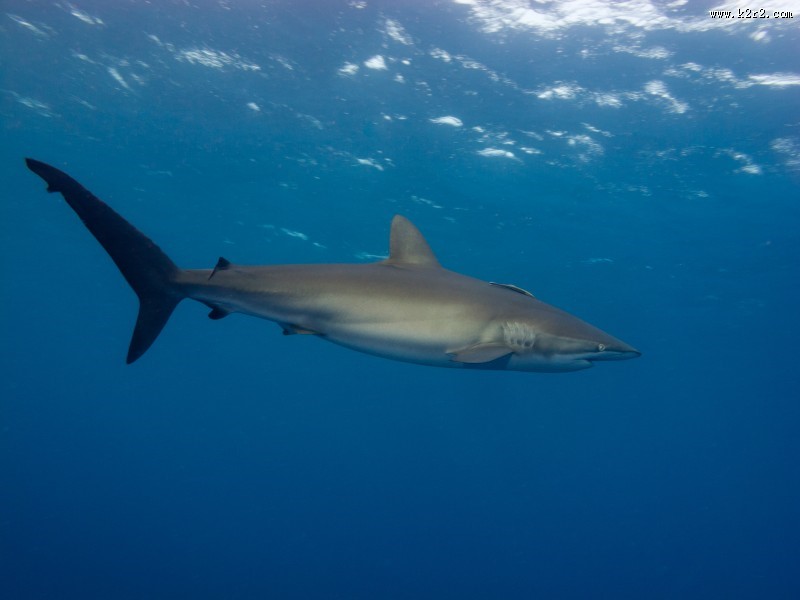 海中鲨鱼图片