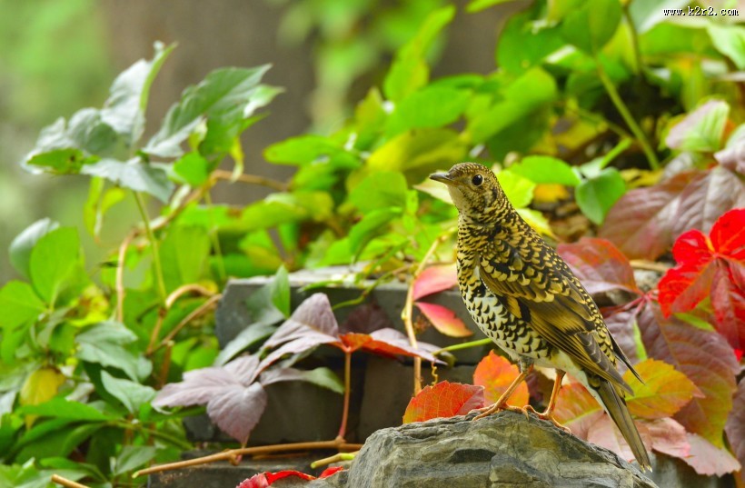 虎斑地鸫鸟类图片