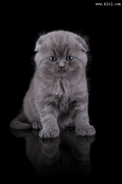 可爱的小猫咪图片