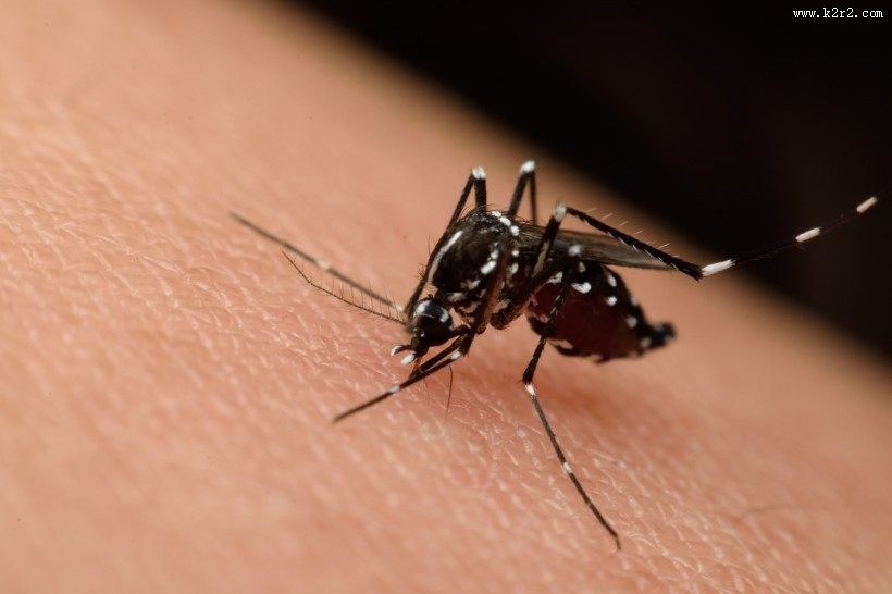 趴在皮肤上吸血的蚊子图片