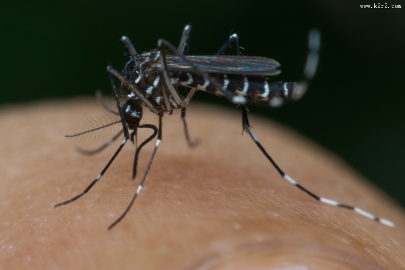 趴在皮肤上吸血的蚊子图片