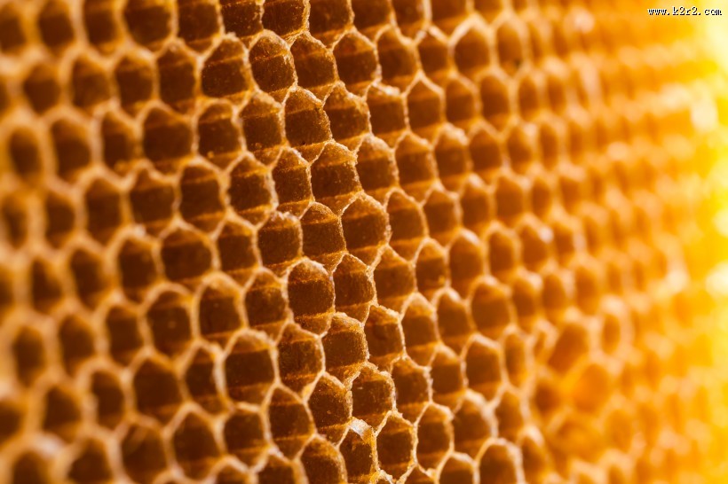 蜂巢上蜜蜂图片大全