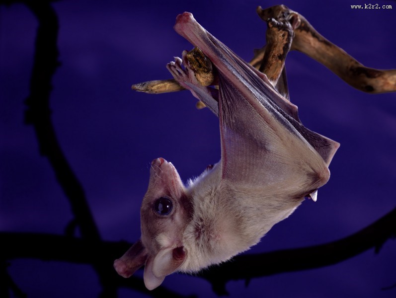 蝙蝠图片