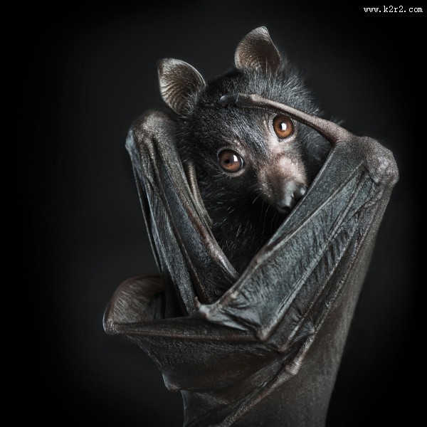 蝙蝠图片