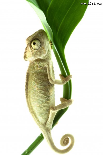 变色龙特写图片