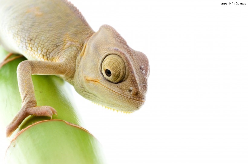 变色龙特写图片