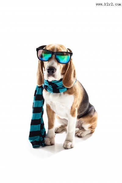 宠物狗拟人图片大全