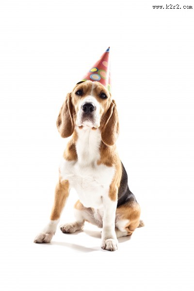 宠物狗拟人图片大全