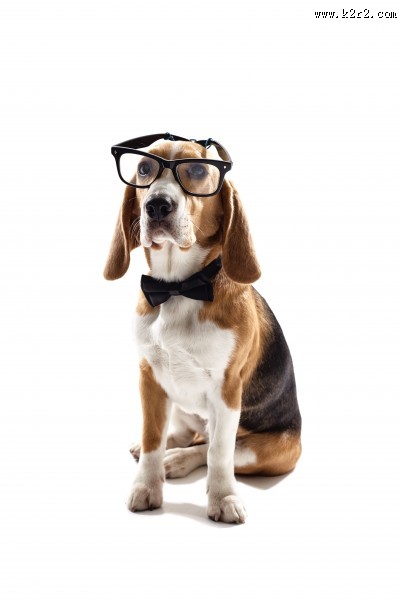 宠物狗拟人图片大全