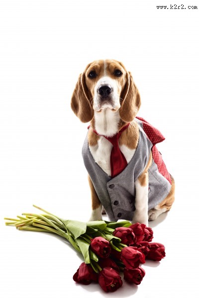 宠物狗拟人图片大全