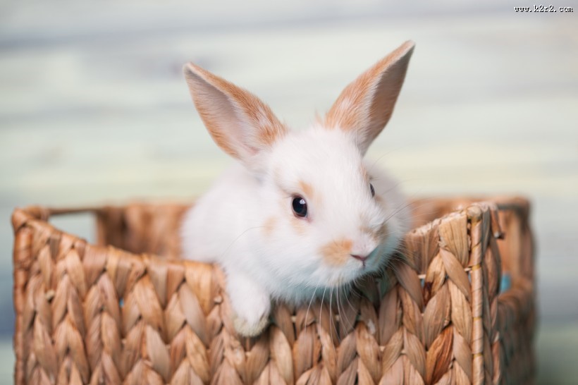 可爱的小白兔图片