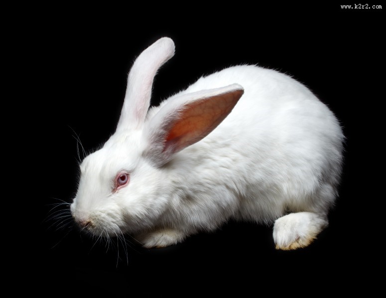 可爱的小白兔图片