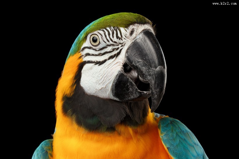 呆萌鹦鹉图片大全