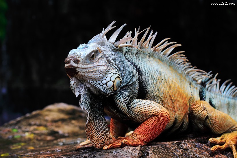 蜥蜴变色龙图片大全