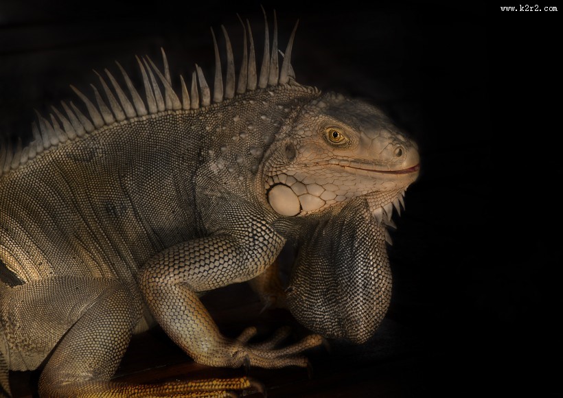 蜥蜴变色龙图片大全