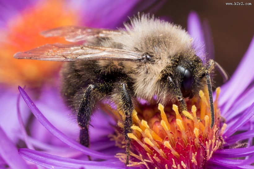 采蜜的蜜蜂图片